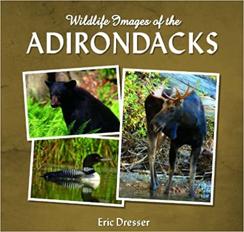 Wildlife Images of the Adirondacks by Eric Dresser